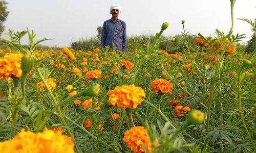 Janjwar Ground Report : मौसम की बेरुखी से बनारस के गेंदा की खेती करने वाले किसानों को लाखों का नुकसान