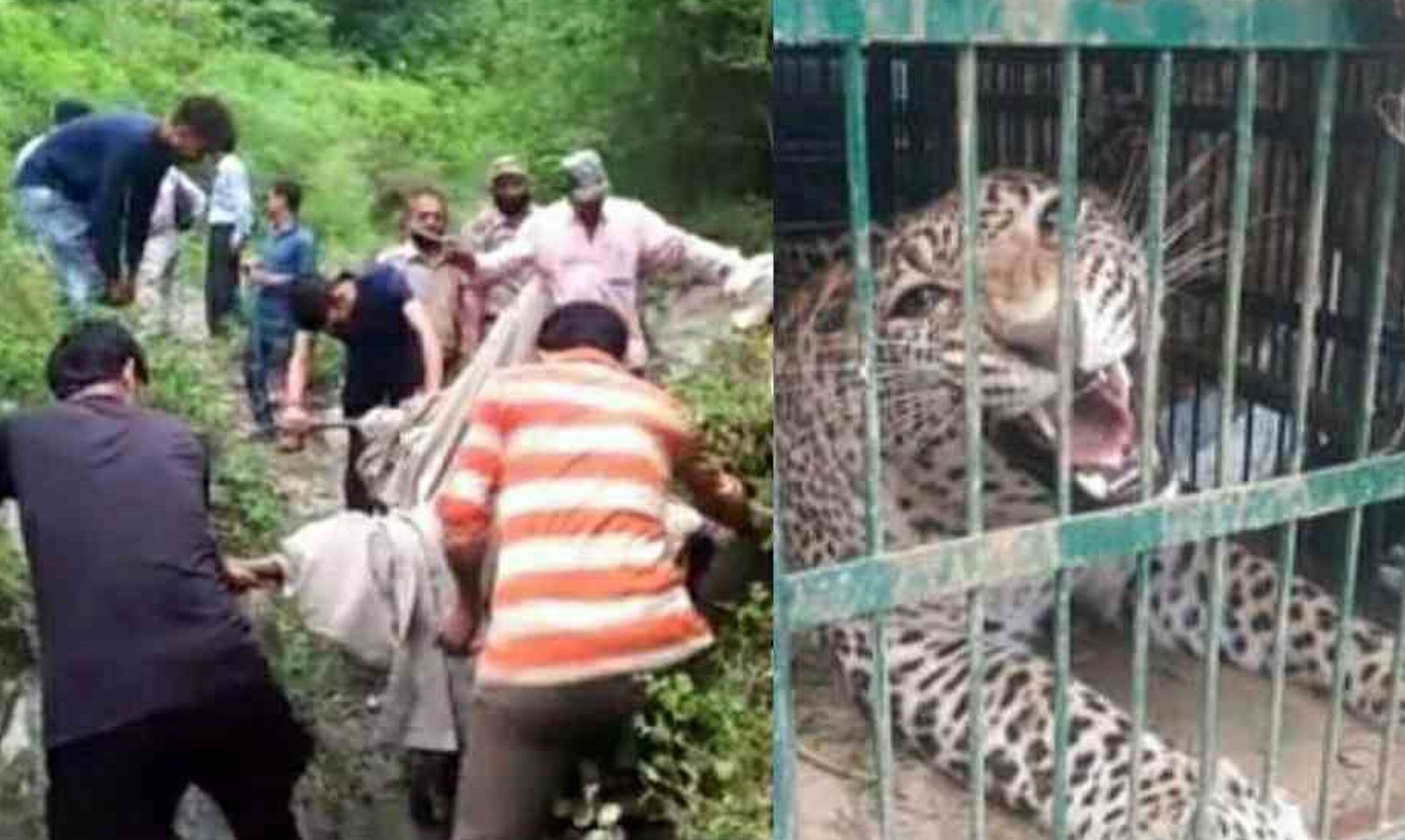 Ramnagar News: धनतेरस पर घर में आया गुलदार, चहलकदमी से डराया पूरे परिवार को, वनकर्मियों ने मुश्किल से किया रेस्क्यू