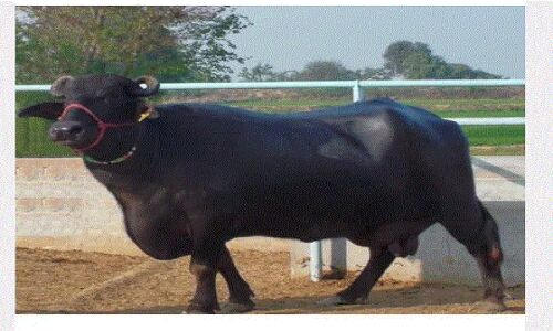 परम्परा या अंधविश्वास : सूर्य ग्रहण के दौरान ग्रामीण इलाकों में दुधारू जानवरों के शरीर पर क्यों लगाते हैं गेरू?