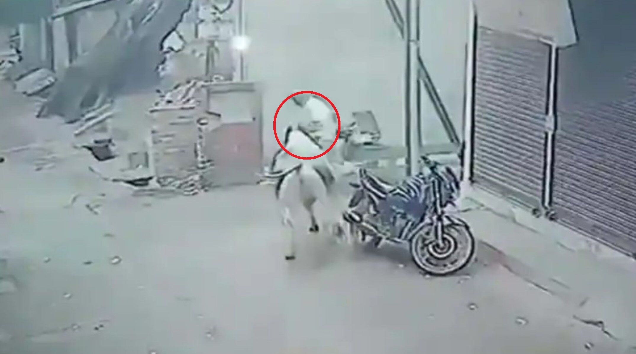 Dehradun News: भारी पड़ा आवारा बैल का खुलेआम घूमना, हमले में बुजुर्ग की मौत, बचाने आया पुत्र भी हुआ जख्मी