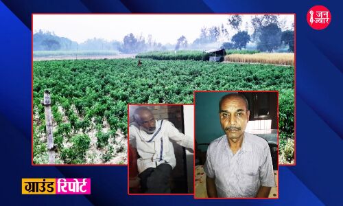 Ground Report : लाल सोने की खेती पर एक तरफ छुट्टा पशुओं का आतंक तो दूसरी तरफ कीटनाशक नहीं उपलब्ध करा रही योगी सरकार