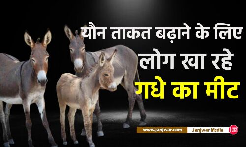 Donkey Meat for Sex Drive : सेक्स पावर बढ़ाने और होशियार बनने के लिए गधों के मांस का सेवन कर रहे लोग, आंध्र प्रदेश में बढ़ती जा रही डिमांड
