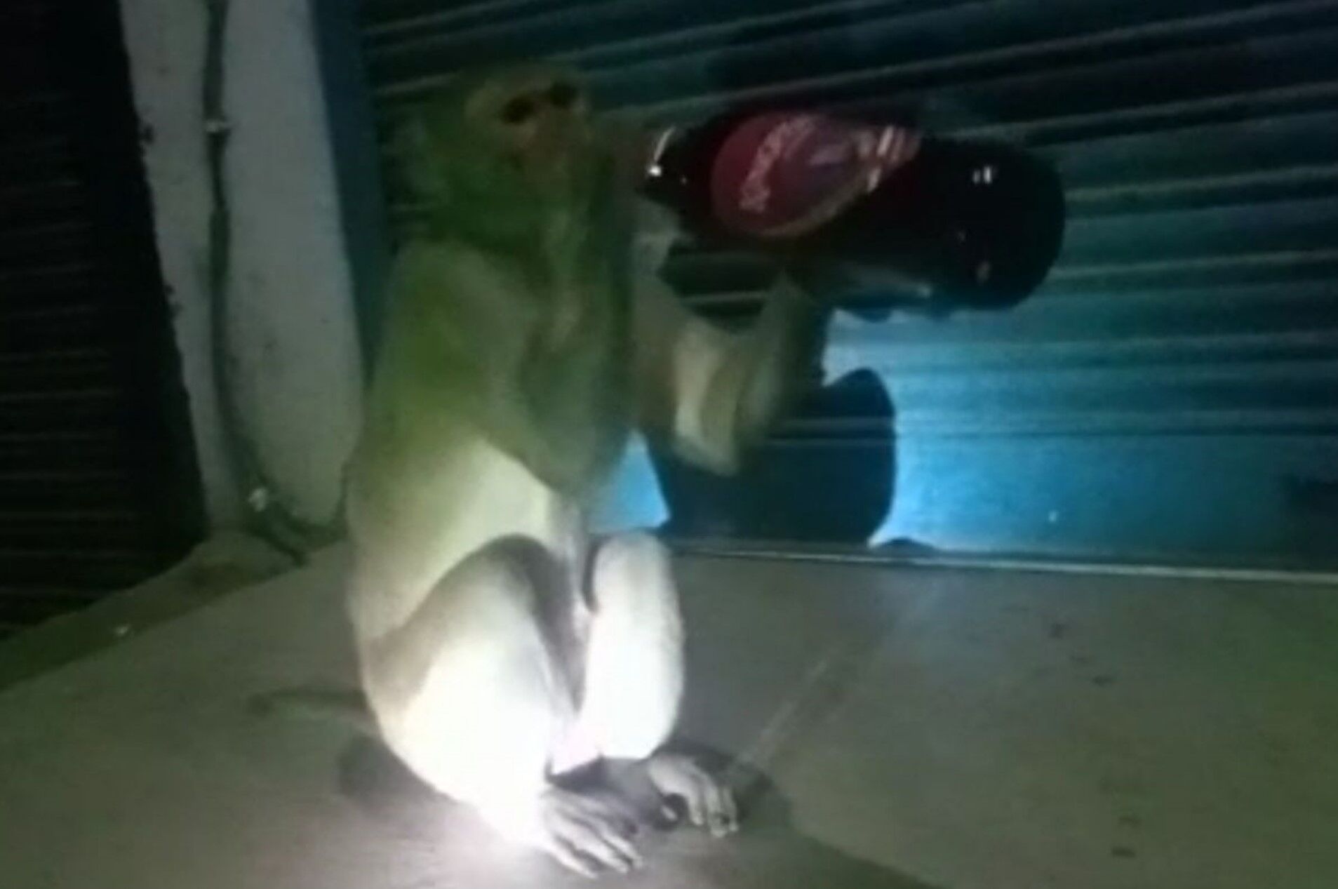 Sharabi Monkey: रायबरेली में दारूबाज बंदर का तांडव, शराब न मिले तो ठेके पर करता है हंगामा