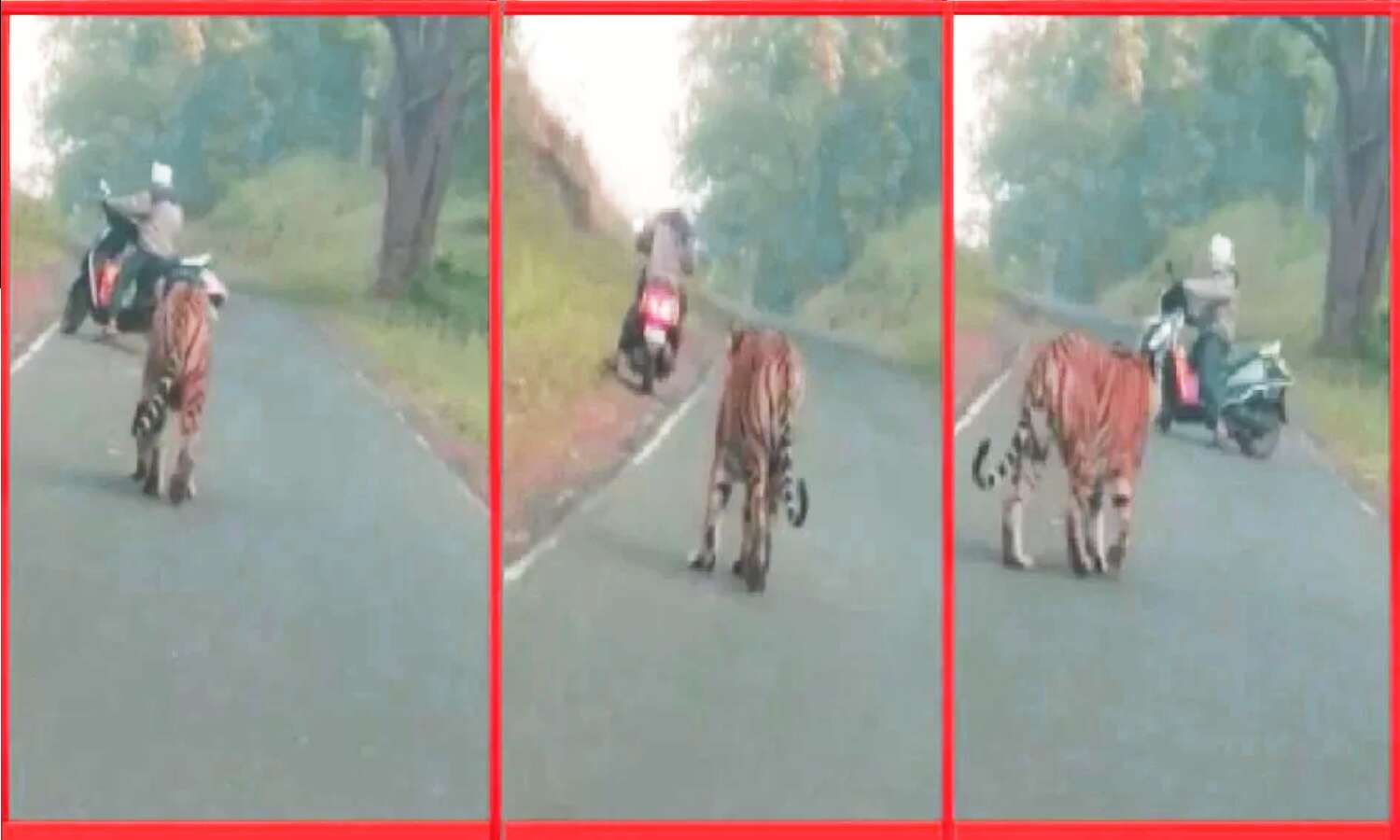 स्कूटी से जा रहा था युवक, अचानक सड़क पर टहलता हुआ बाघ आया सामने, सोशल मीडिया पर रोंगटे खड़े कर देने वाला Video Viral
