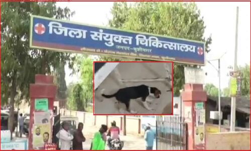 Kushinagar News: कुत्ता चाट रहा है फर्श पर घायल पड़े मरीज का ब्लड, जिला अस्पताल की इमरजेंसी से Viral हुआ Video