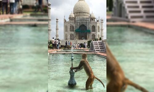 Agra News: बंदरों की नसबंदी करेगा नगर निगम आगरा, ताजमहल से  शुरूआत में इतने करोड़ की आएगी लागत