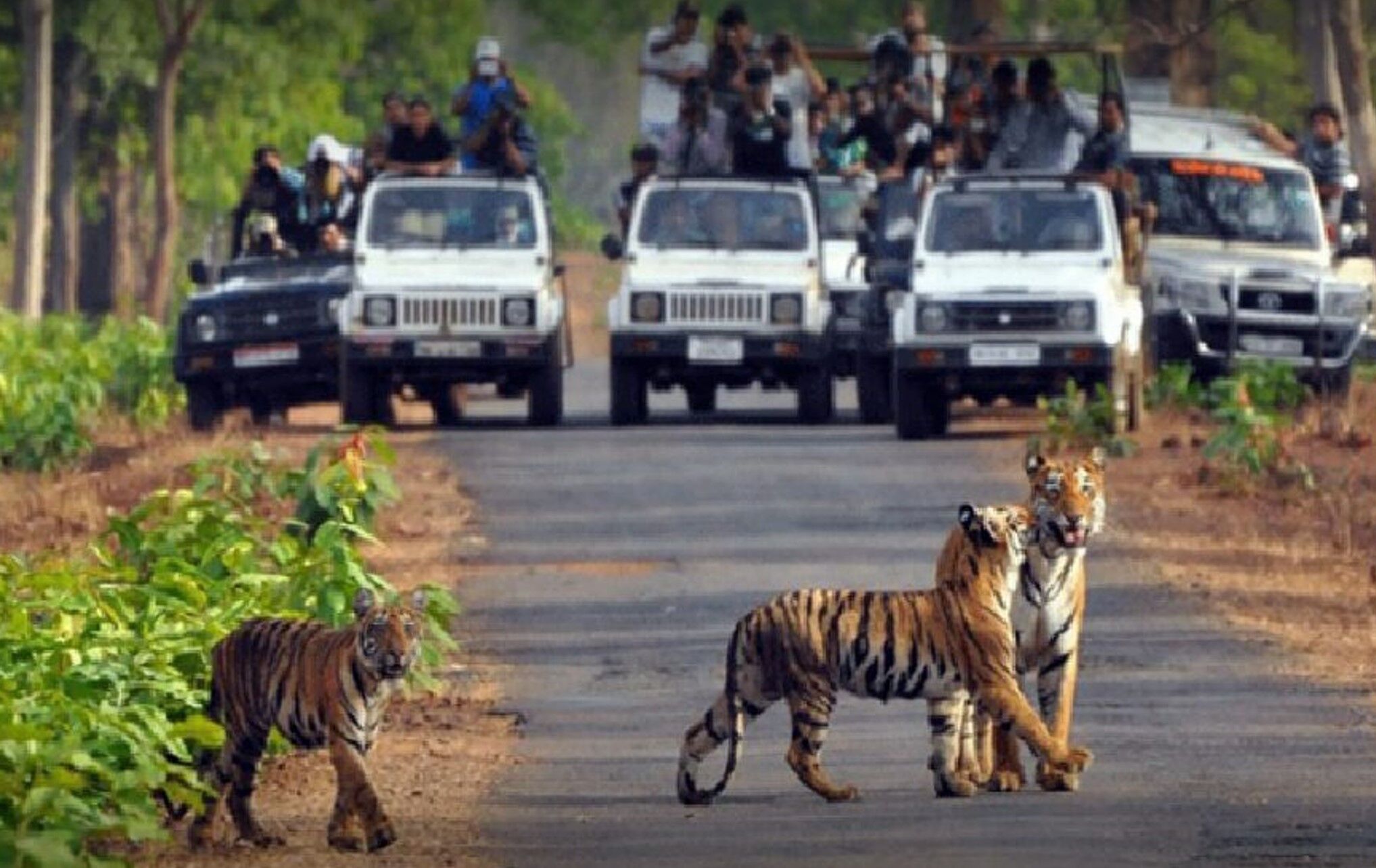 Dehradun News: अब यूपी में होगा न्यू जिम कॉर्बेट पार्क, ब्रांड कॉर्बेट का लाभ उठाने की तैयारी में जुटी योगी सरकार, बिजनौर जिले के जंगल में स्थापित होगा नया कॉर्बेट