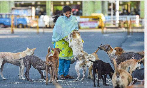Noida में कुत्ता पालने वाले सावधान, अगर आपके डॉगी ने की ऐसी भूल तो आपकी शान में पलीता लगना तय है