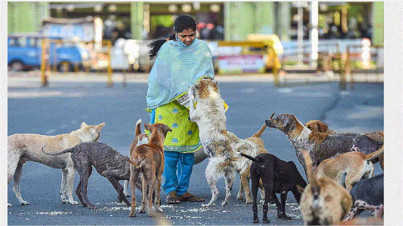 Noida में कुत्ता पालने वाले सावधान, अगर आपके डॉगी ने की ऐसी भूल तो आपकी शान में पलीता लगना तय है