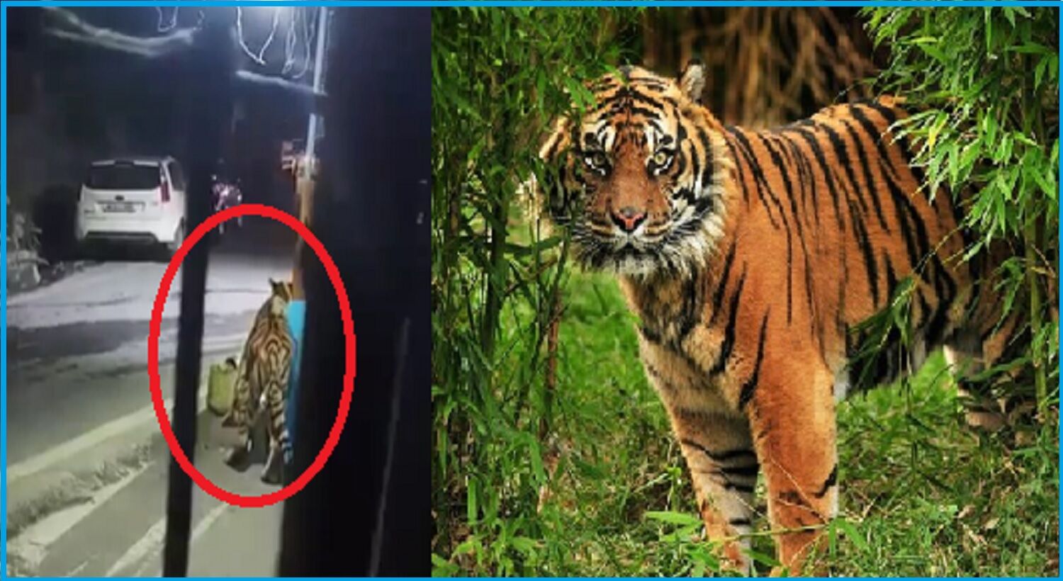बाजार के डस्टबिन में खाना ढूंढ़ रहे बाघ को गोली से उड़ाया, टाइगर की बढ़ती संख्या का सामने आया साइड इफेक्ट