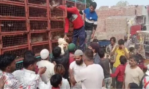 Shamli News: चुनाव जीतने के लिए शामली के इस प्रत्याशी ने बांटा ट्रक भर मुर्गा, Video Viral हुआ तो बोला- सब उपर वाला कराता है