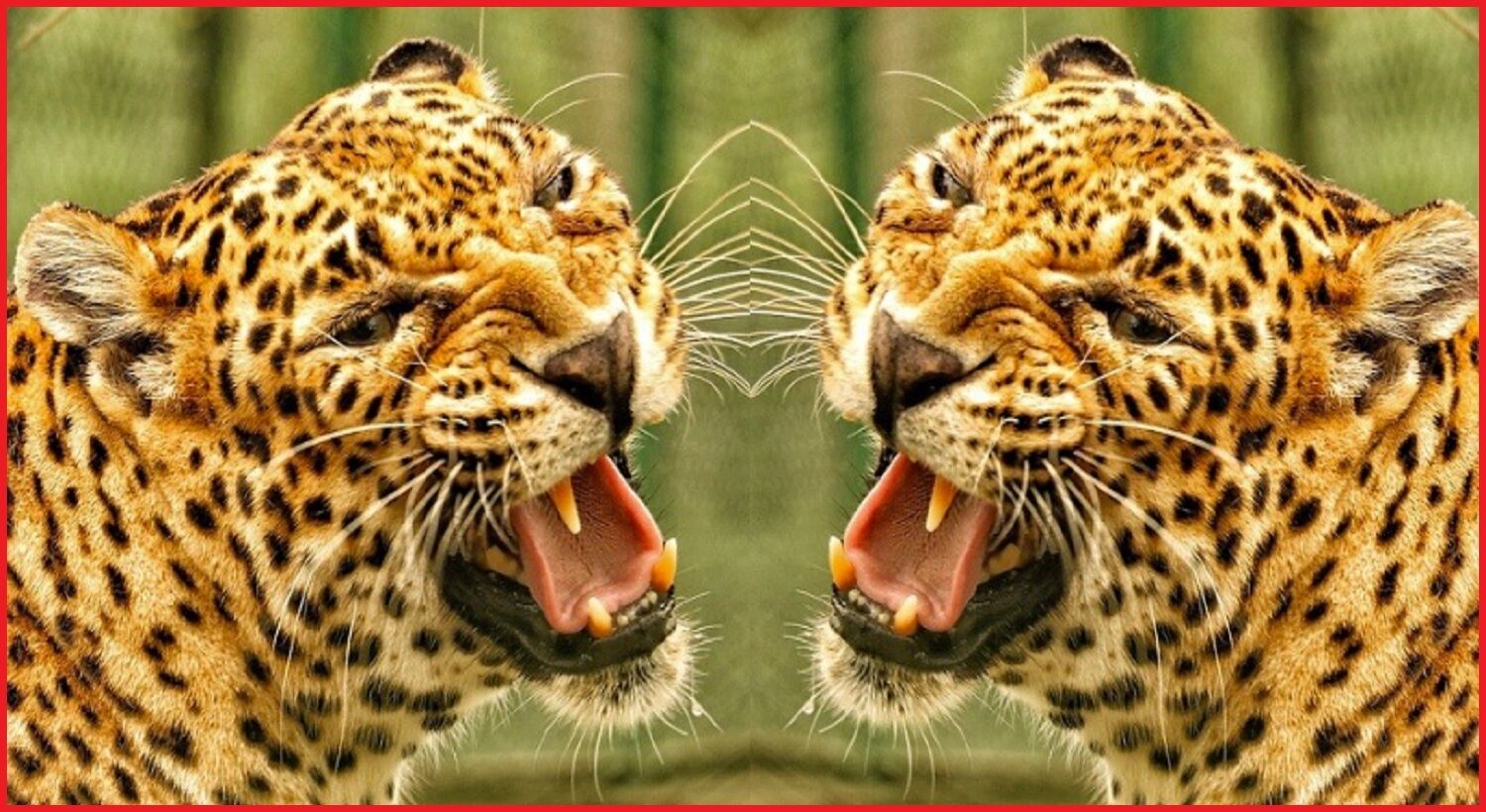 घर के आंगन में भी सुरक्षित नहीं उत्तराखंड के नौनिहाल, घात लगाए खूंखार गुलदार ने अब 8 साल के मासूम को बनाया निवाला