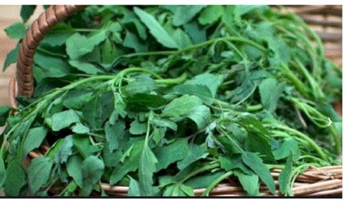 Benefits of Bathua : दांतों की सड़न सहित कब्ज को दूर करने में बथुआ है असरदार, फायदे जान चौंक जाएंगे आप