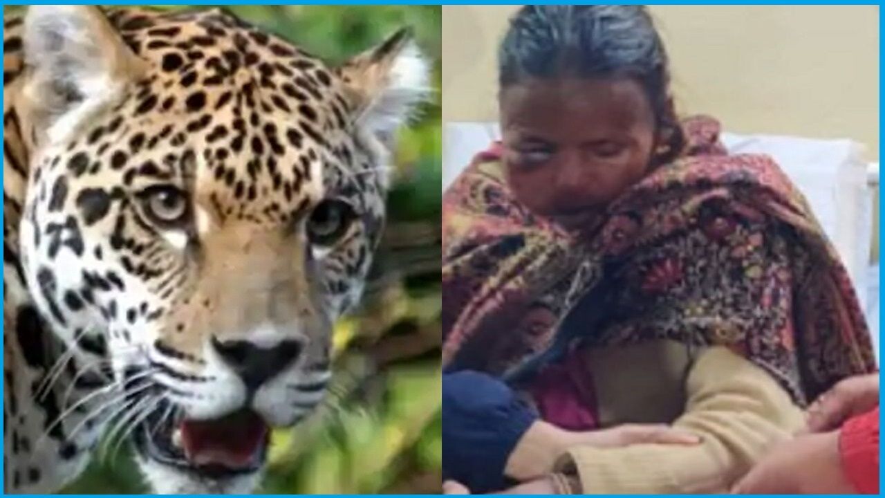 अल्मोड़ा में आदमखोर गुलदार के आतंक का live video, एक ही परिवार के 3 लोगों पर किया हमला, तीनों की हालत नाजुक