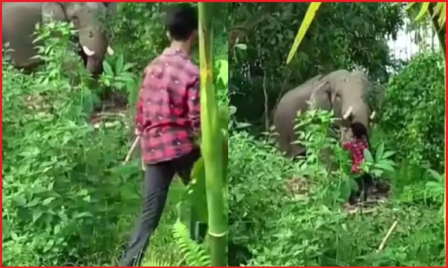 सेल्फी प्रेम में मौत से साक्षात्कार करने पर उतारू किशोर, केरल में जंगली हाथी को पत्ते खिलाकर करना चाहता था ये काम