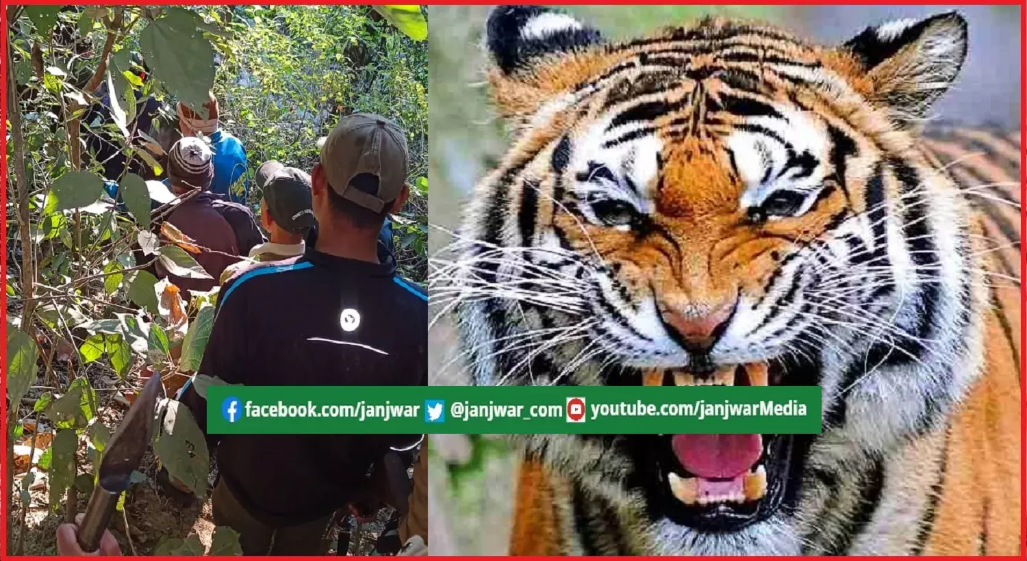 रामनगर में आदमखोर बाघ के हमले में विक्षिप्त की मौत के बाद हाइवे से 200 मीटर दूर जंगल से आधी-अधूरी लाश हुई बरामद