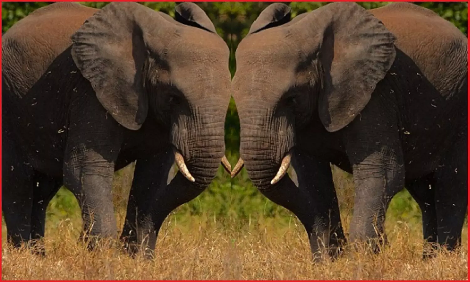 इंसानों की तरह हाथी भी एक-दूसरे से नाम लेकर करते हैं बातचीत, रहते हैं बड़े समूहों में, अध्ययन में हुआ खुलासा