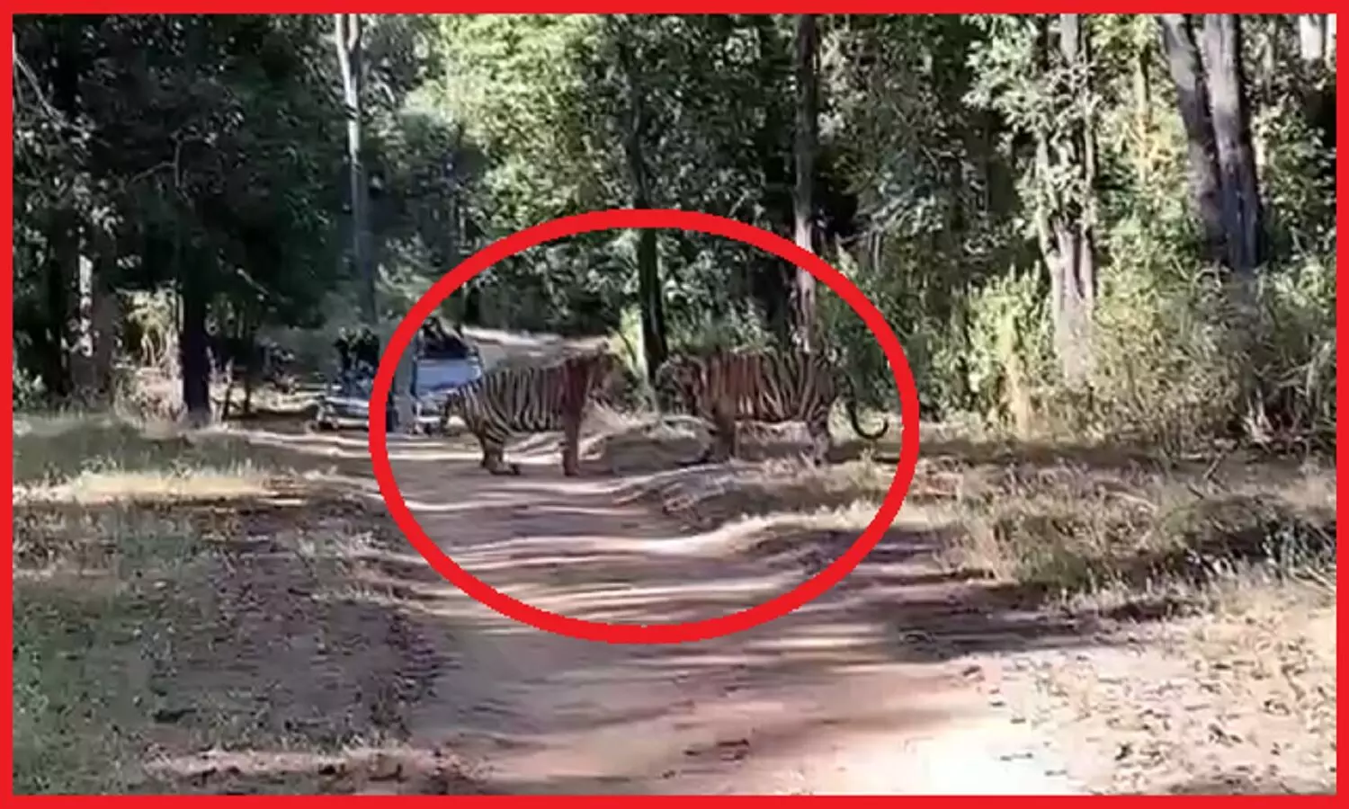 Tigers fight : दो बाघों की जबर्दस्त भिड़ंत, जब दूसरे बाघ ने की अतिक्रमण की कोशिश तो खूंखार हो गया जंगल का राजा