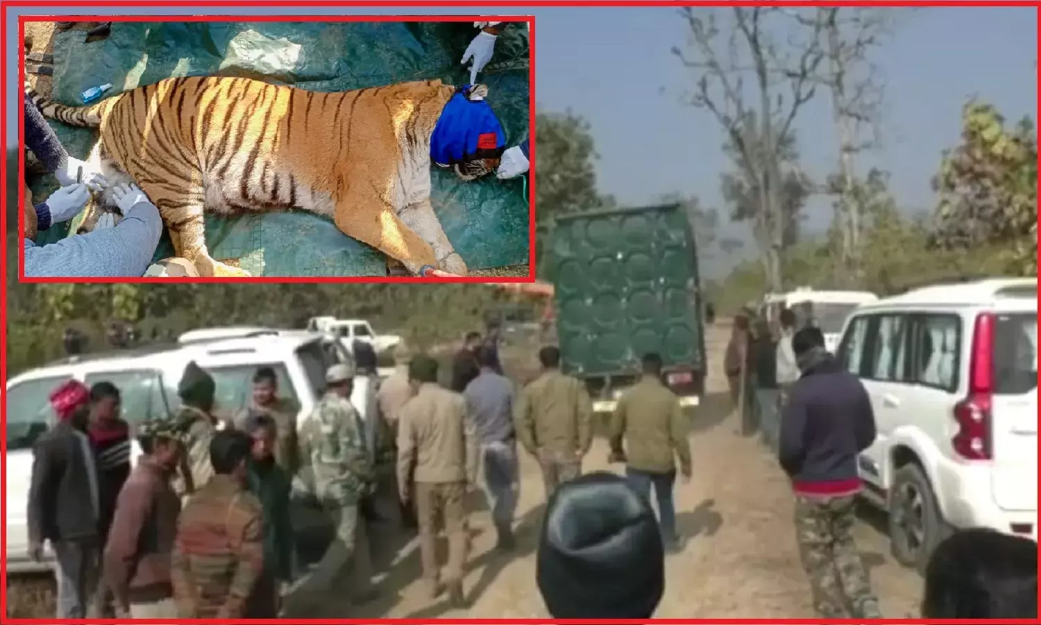 जिम कॉर्बेट में कोहराम मचाने वाली बाघिन पिंजरे में हुई कैद, वन विभाग ने भेजा रेस्क्यू सेंटर