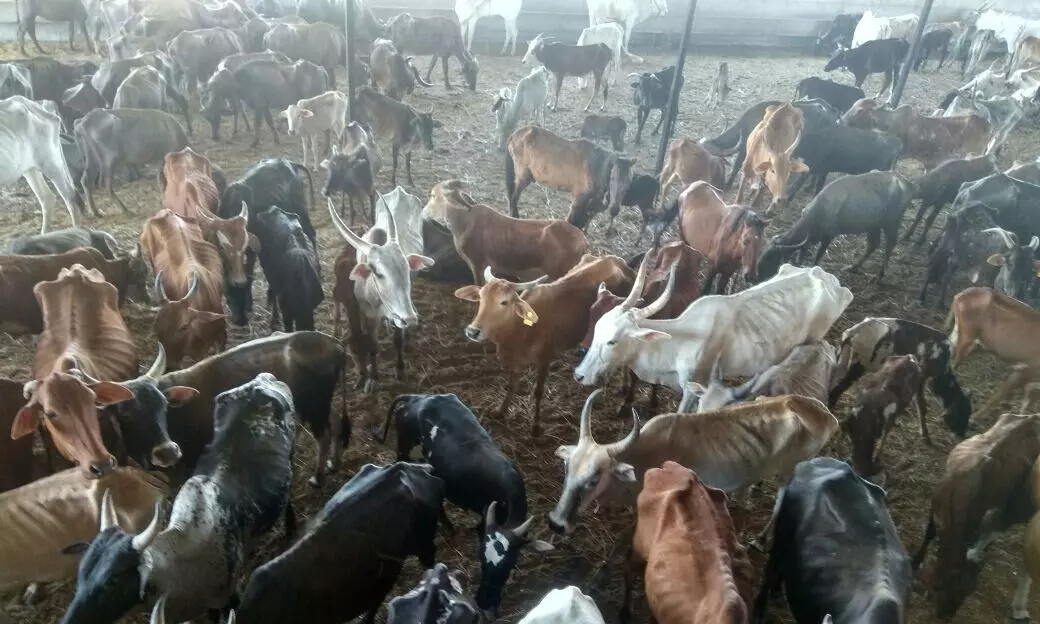 Pune news : महाराष्ट्र की गौशाला में गायों को चारा-पानी न मिलने से मर रहीं गायें
