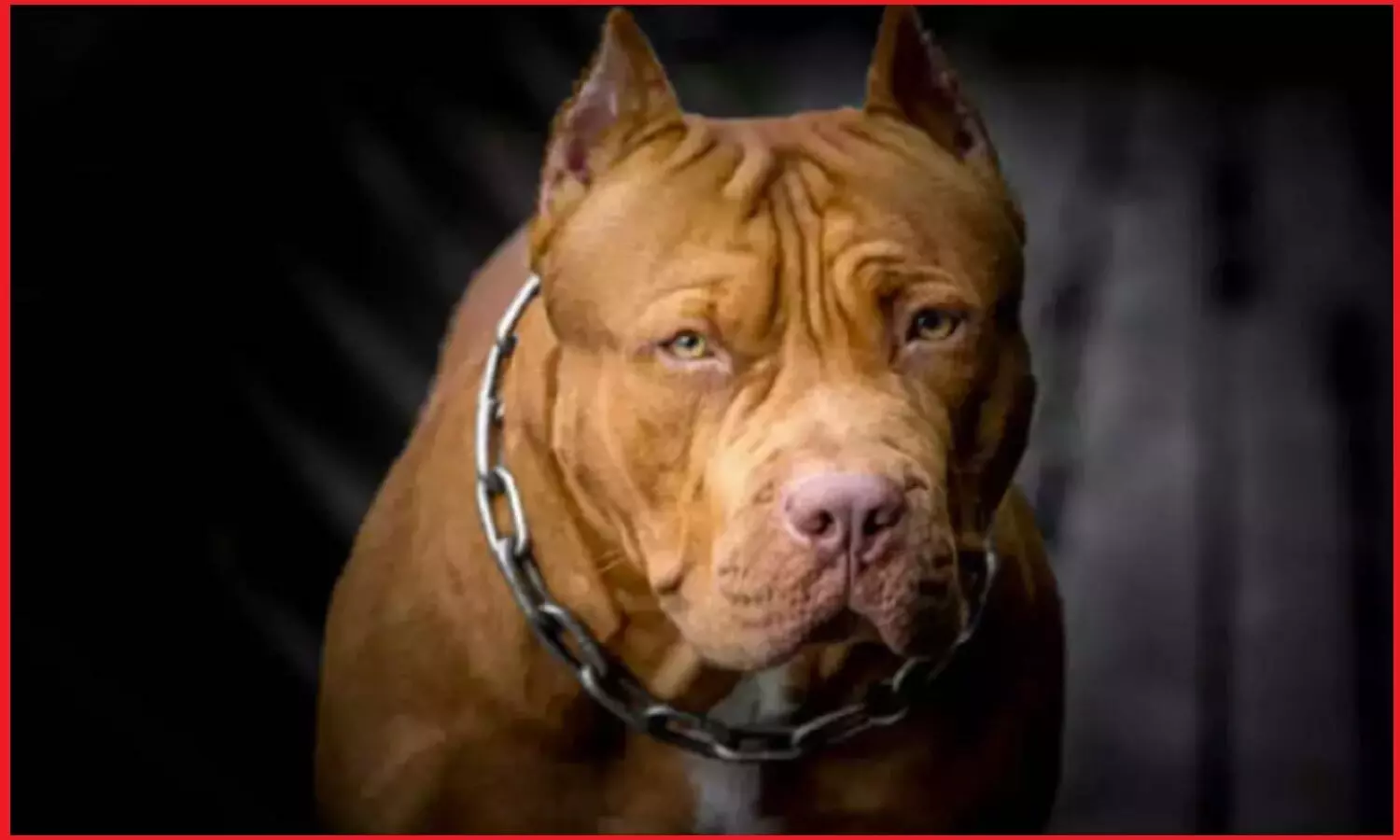 गोरखपुर में पड़ोसी ने 8 साल के बच्चे पर छोड़ दिया खूंखार पिटबुल कुत्ता, अब बना रहा केस वापस लेने का दबाव गोरखपुर में पड़ोसी ने 8 साल के बच्चे पर छोड़ दिया खूंखार पिटबुल कुत्ता, अब बना रहा केस वापस लेने का दबाव