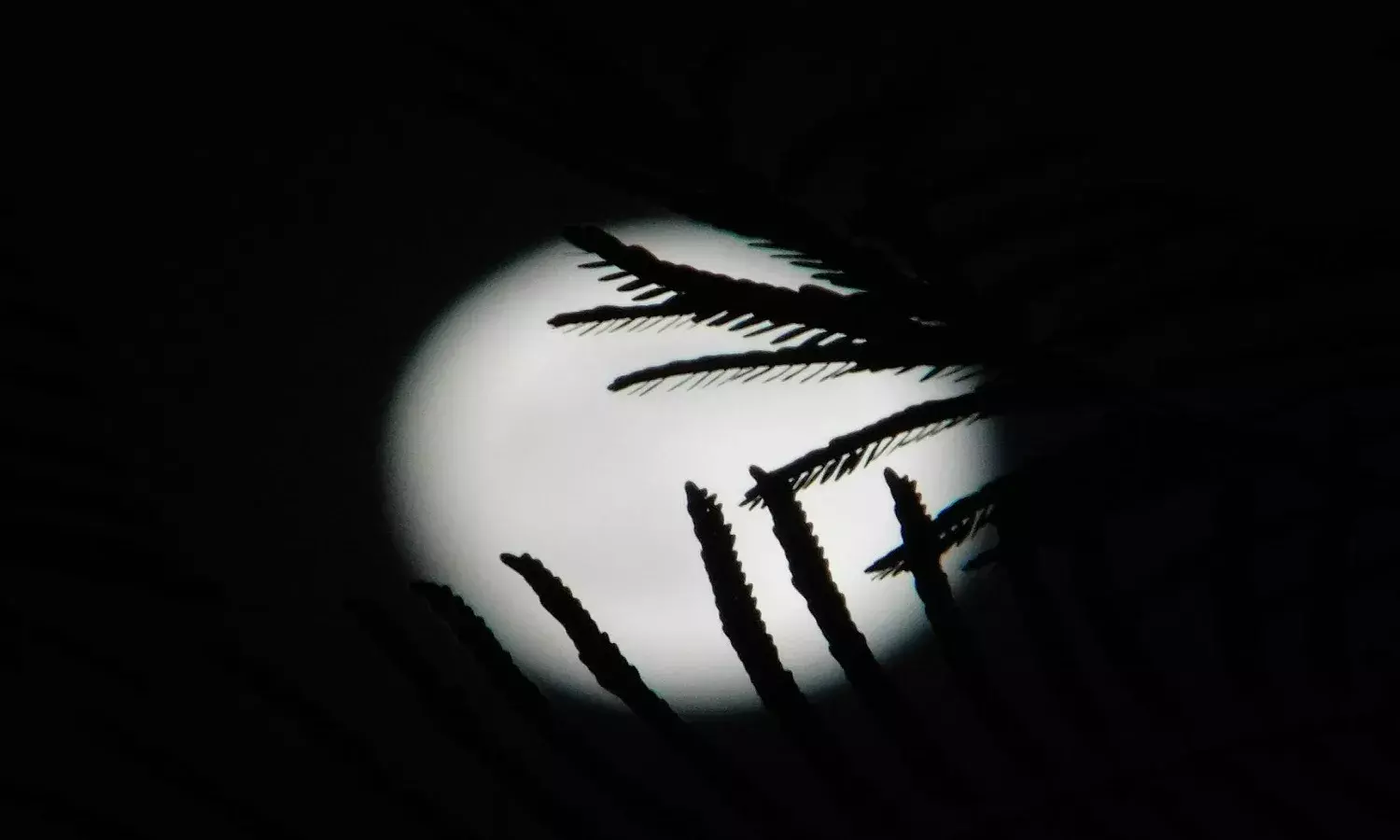 यह कौन है बुढ़िया नीले बिछावन पर सोई