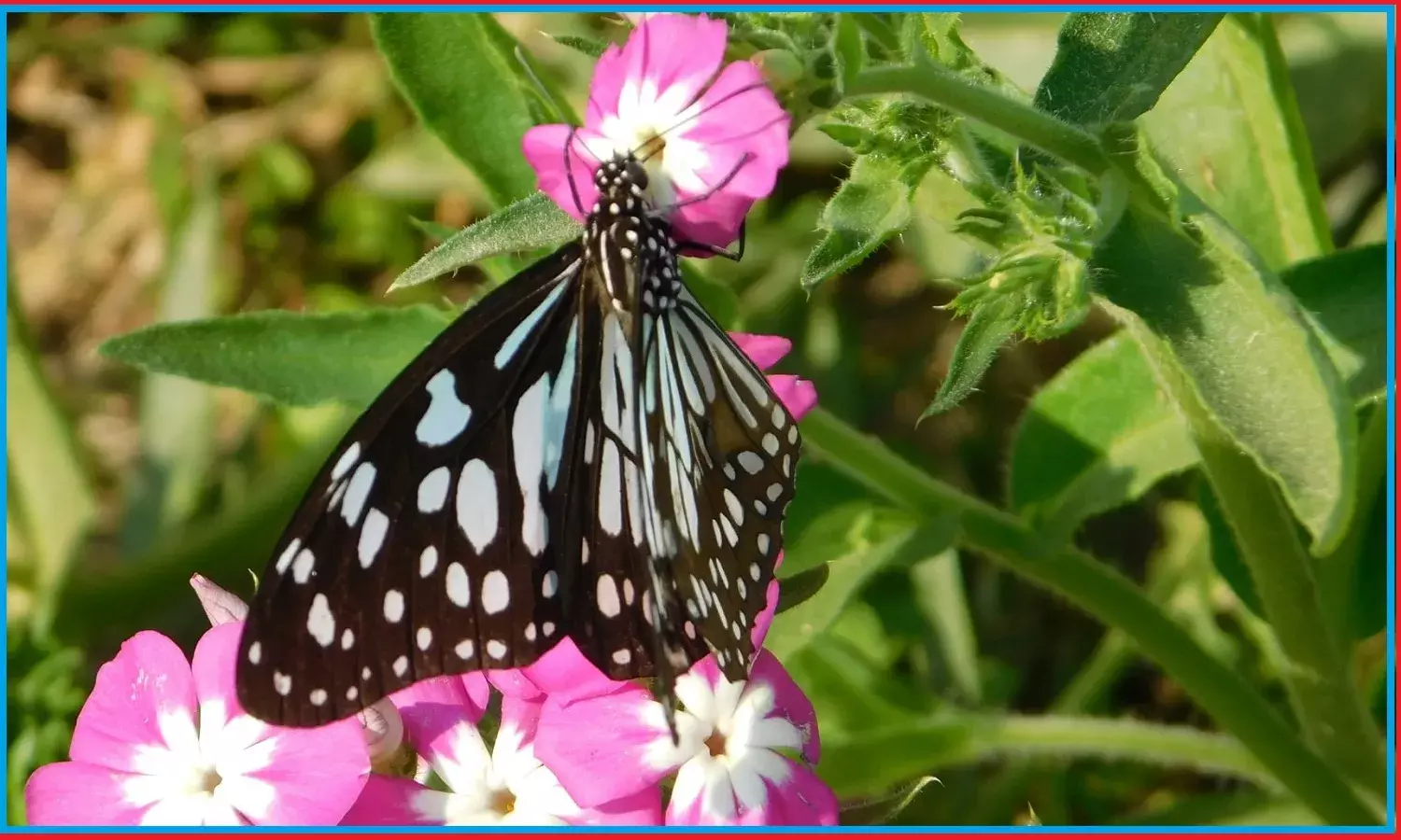 New Study : मुसीबत में पौधे भी लगाते हैं आवाज, चूहे और ततैया जैसे जीव सुन सकते हैं पौधों को