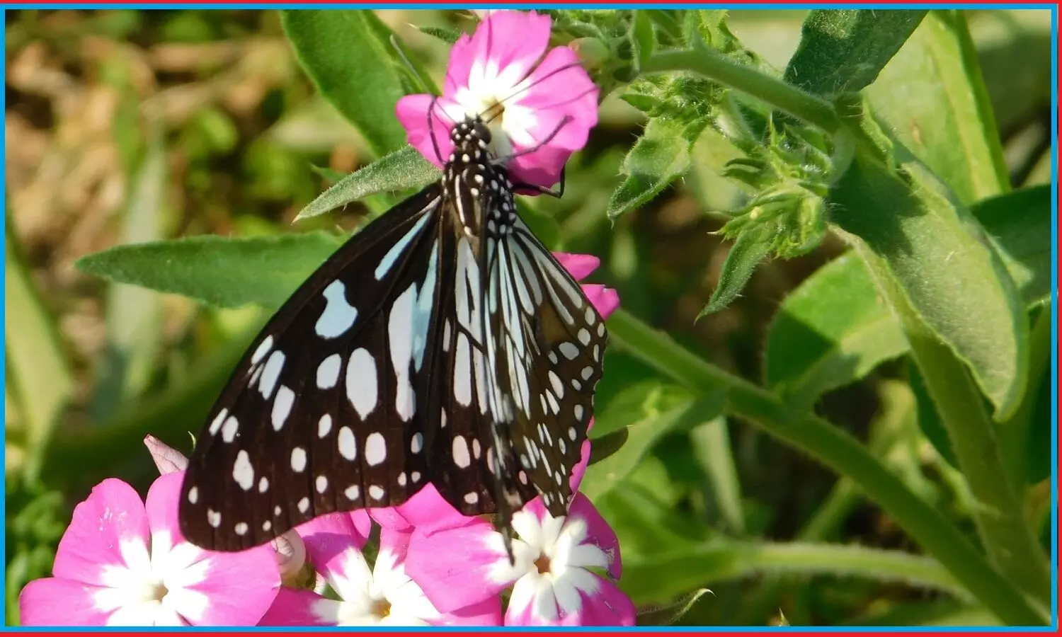 New Study : मुसीबत में पौधे भी लगाते हैं आवाज, चूहे और ततैया जैसे जीव सुन सकते हैं पौधों को