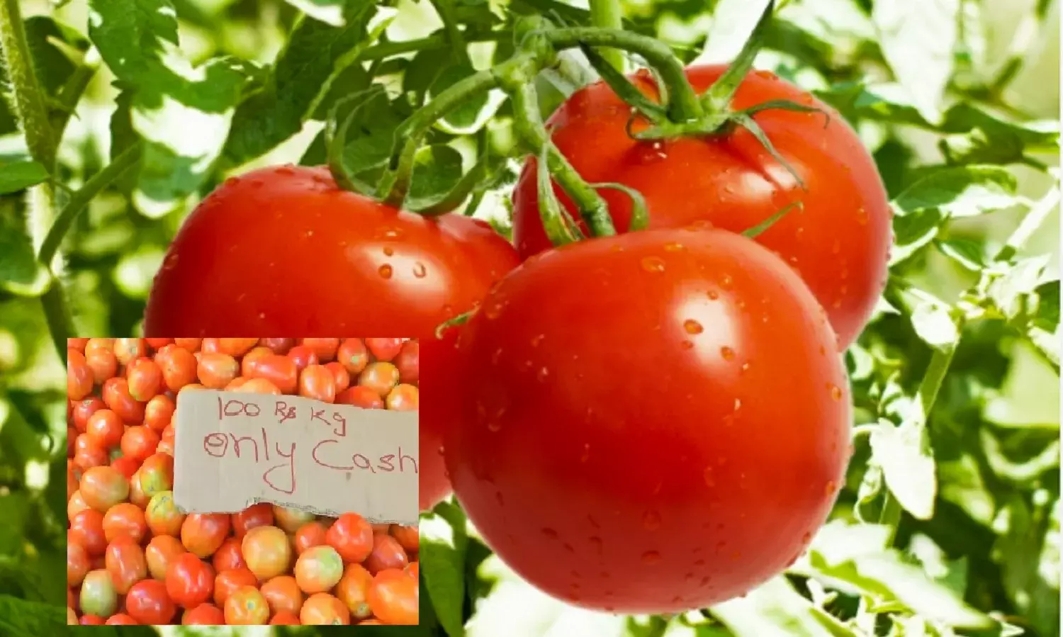 टमाटर उत्पादक क्षेत्रों में रखरखाव के लिए पर्याप्त मात्रा में होते कोल्ड स्टोरेज होते तो किसानों को भी मिलता वाजिब दाम और नहीं बढ़ती इतनी कीमतें