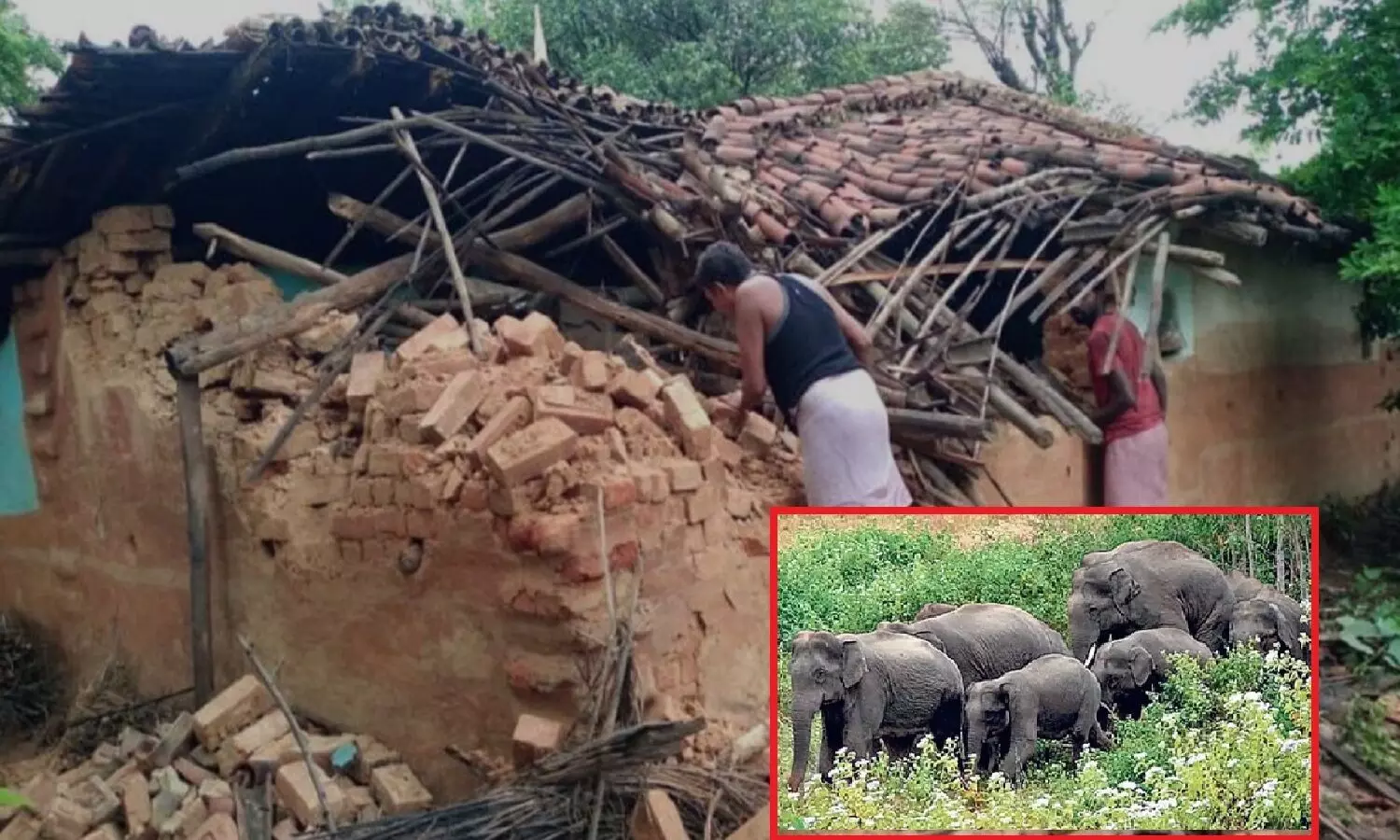 झारखंड में लगातार बढ़ रहा हाथियों का आतंक, दो सालों में गयी 207 लोगों की जान—बड़ी संख्या में घरों को किया बर्बाद