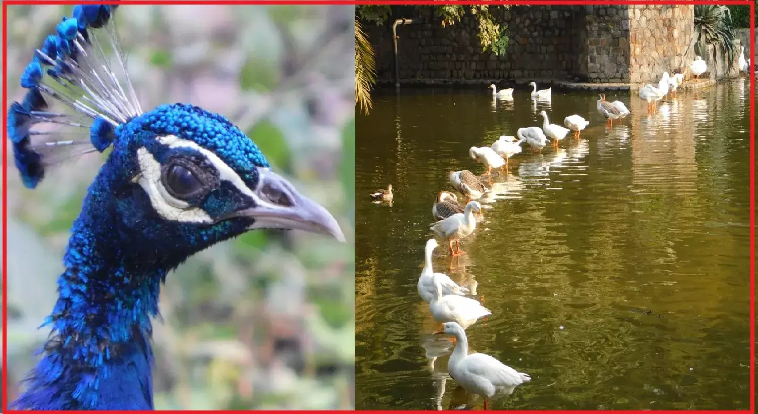 पर्यावरण पर लगातार अपनी ही पीठ थपथपाने वाली सरकार संकटग्रस्त पक्षियों से बेपरवाह, नीलकंठ समेत 178 प्रजातियों पर तत्काल ध्यान देने की जरूरत