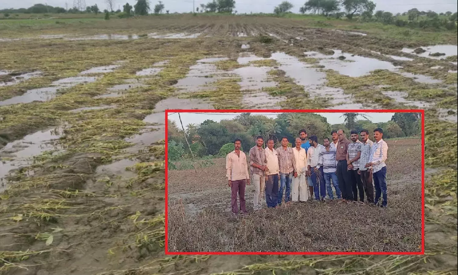 भारी बारिश से इंदौर में एक चौथाई से भी ज्यादा सोयाबीन की फसल तबाह, खून के आंसू बहाते पीड़ित किसानों तक नहीं पहुंचा शासन-प्रशासन