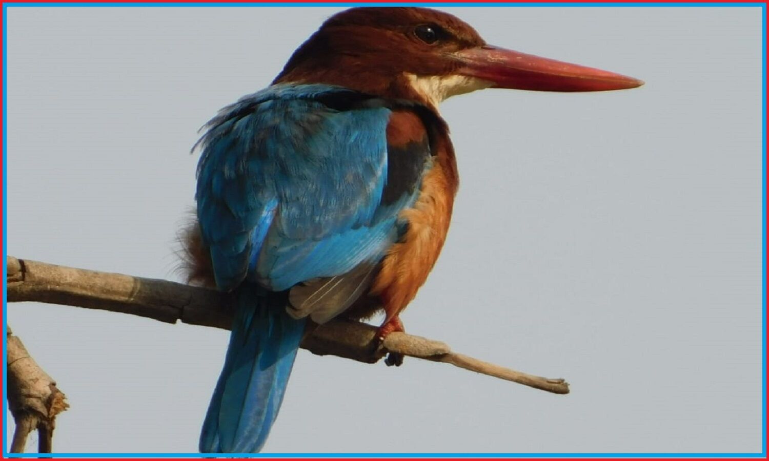 12 हजार सालों में पक्षियों की 1430 प्रजातियां विलुप्त और अब अगले 10 सालों में 669 से 738 और हो जायेंगे खत्म : वैज्ञानिकों का दावा