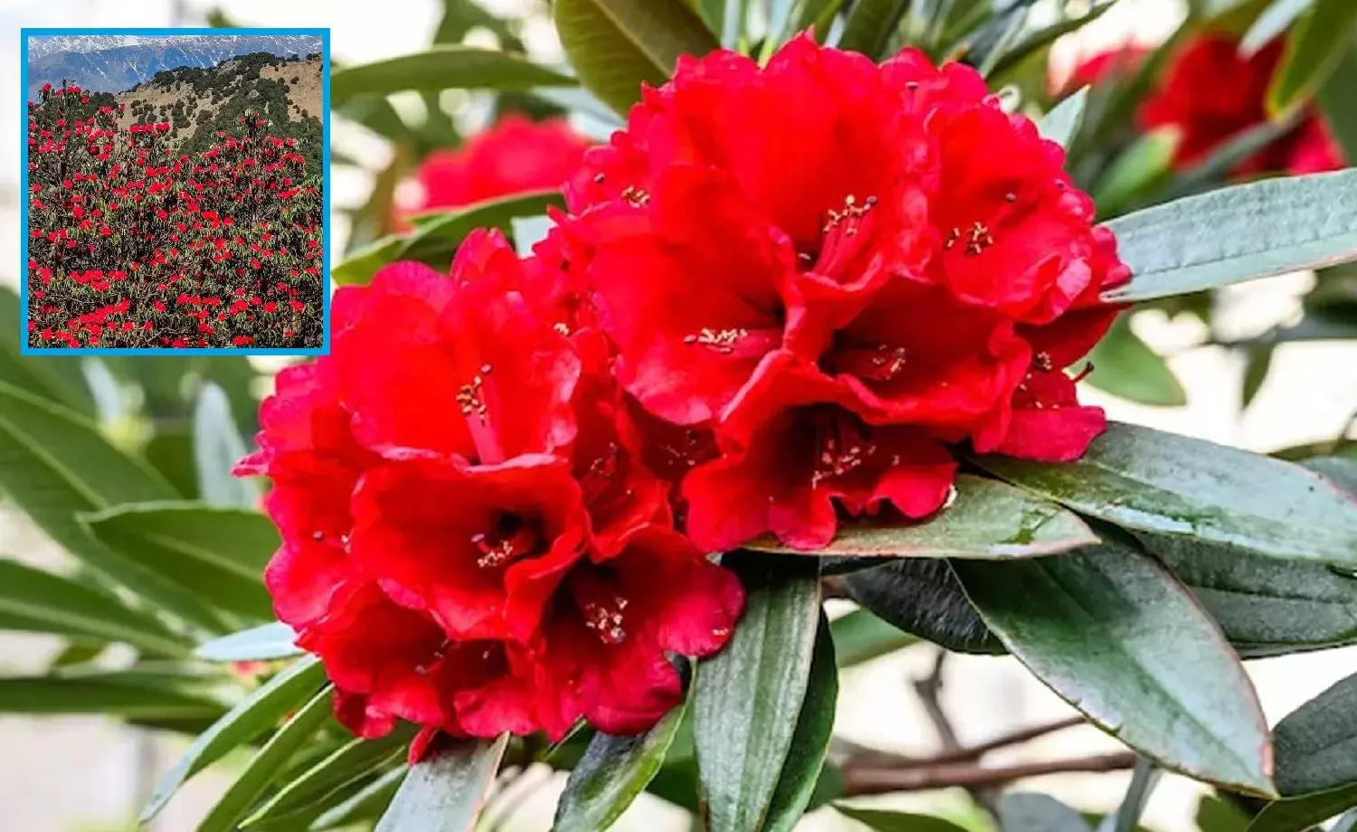 उत्तराखंड में बेवक्त खिलता बुरांश गंभीर पर्यावरणीय संकट और जलवायु परिवर्तन की चेतावनी !