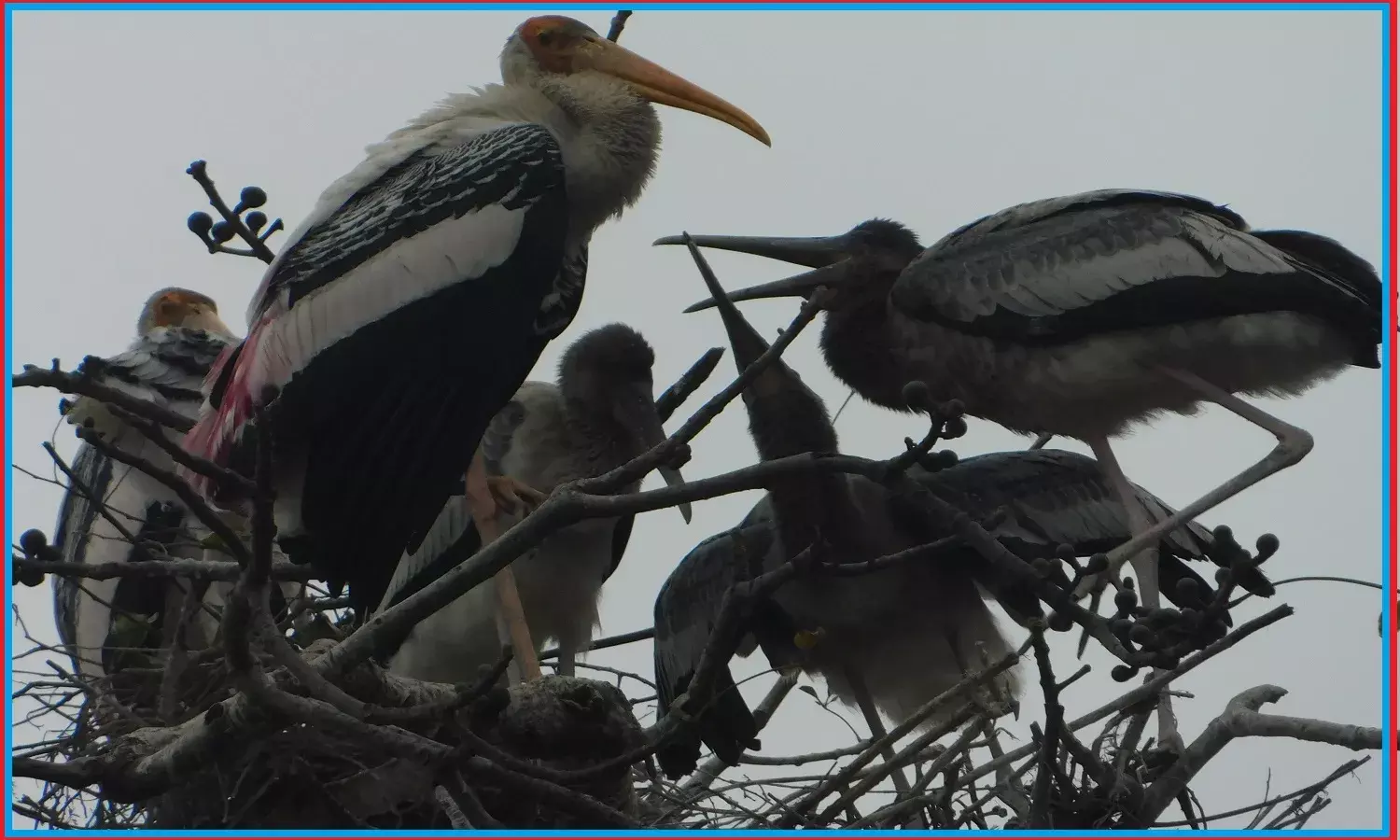 देश में पक्षियों के प्रजातियों की हुई गिनती, दुनियाभर में पक्षियों की कुल ज्ञात 10906 प्रजातियों में से 1353 भारत में