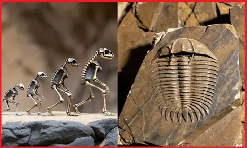 विज्ञान साबित कर चुका है जीवन किसी चमत्कार की तरह अचानक नहीं हुआ प्रकट, इसके पीछे करोड़ों वर्षों का धीमा, जटिल और संघर्षपूर्ण विकास !