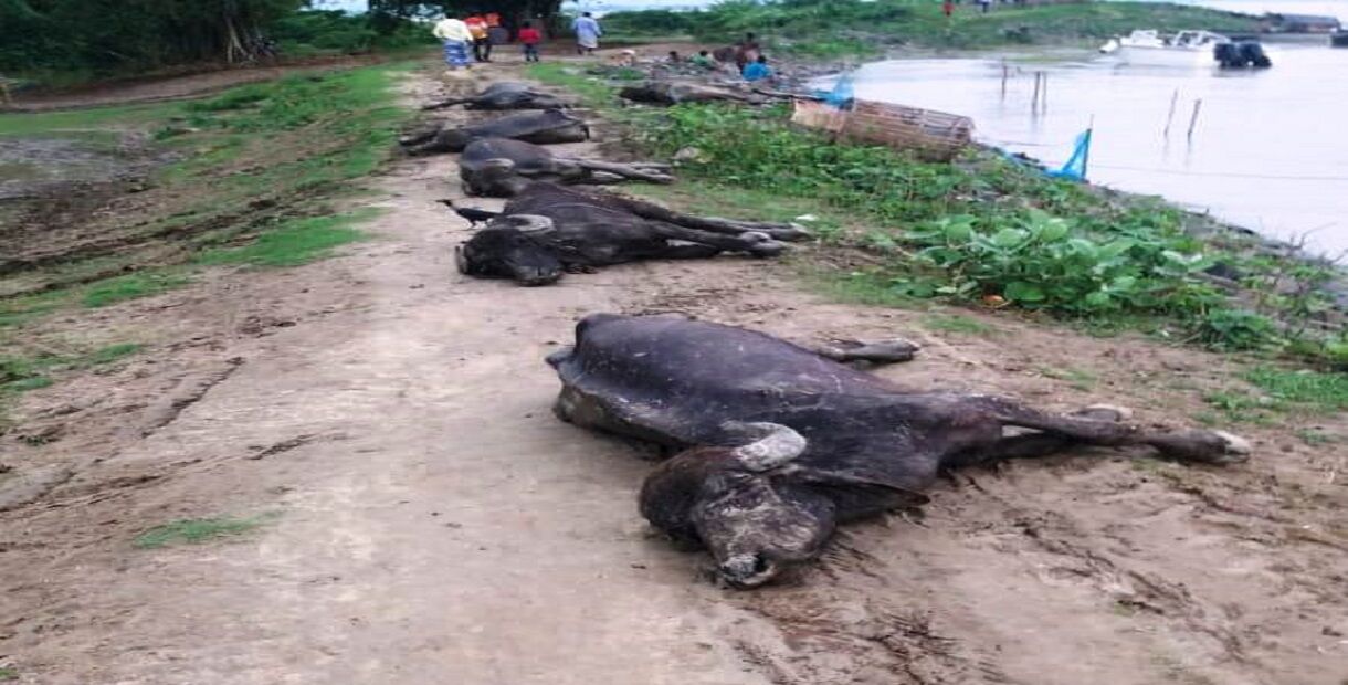 बांग्लादेश बॉर्डर पर बीएसएफ ने पकड़ी 350 भैंसें, चारे-पानी के अभाव में 100 से ज्यादा की हुई मौत