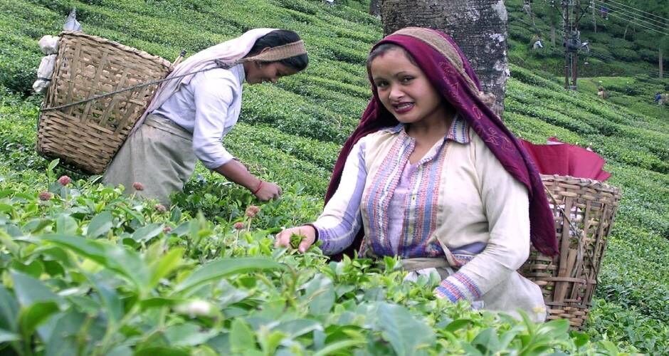 कोरोना संकट में चाय बोर्ड ने हिमाचल के चाय उत्पादक किसानों को दी राहत, हुई स्पेशल पैकेज की घोषणा