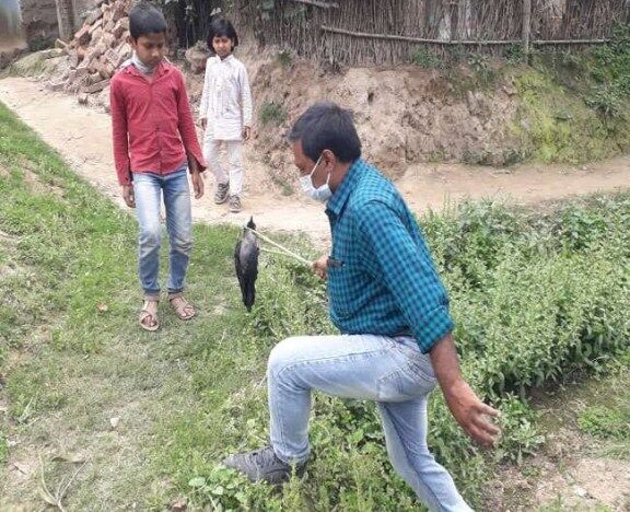 कोरोना वायरस के बीच बिहार में कौओं और सूअरों की असमय मौत से हड़कंप