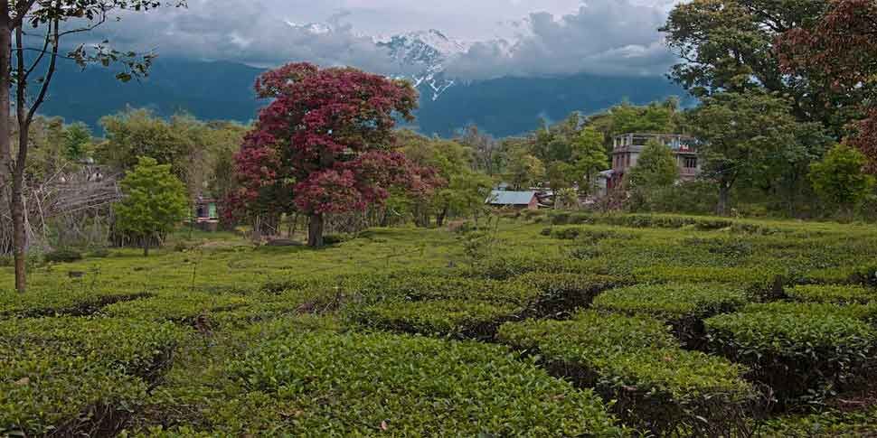 हिमाचल में कांगड़ा के चाय उत्पादक किसानों को भारी नुकसान, कोलकाता नहीं भेज पा रहे पत्तियां