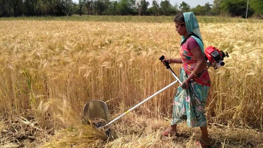 लॉकडाउन: सोलन में किसानों के लिए हेल्पलाइन शुरू, फसल कटायी के लिये मंगा सकते हैं मशीन