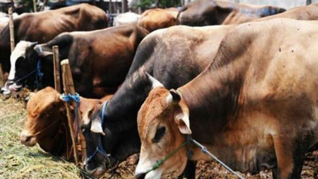 गौसेवा का लाखों अनुदान लेने वाले भाजपा नेता ने भूखी मार दीं  200 गायें