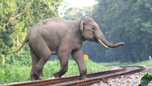 उत्तराखण्ड में एलिफेंट कॉरिडोर में हाथियों को बचाना वन विभाग के लिए बड़ी चुनौती, ढाई महीने में ट्रेन से टकराकर  तीसरे हाथी की मौत