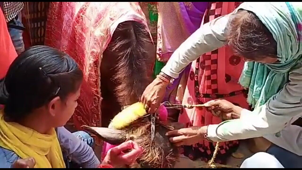 यूपी के फतेहपुर में बैंड बाजे की धुन पर भैंस के बच्चे का मुंडन कर मनाया गया जश्न