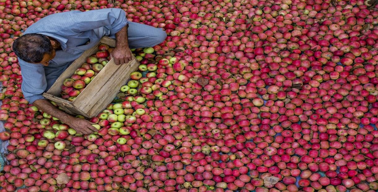 लॉकडाउन से अर्थव्यवस्था चौपट, बागों में सड़ रहे हैं कश्मीरी सेब