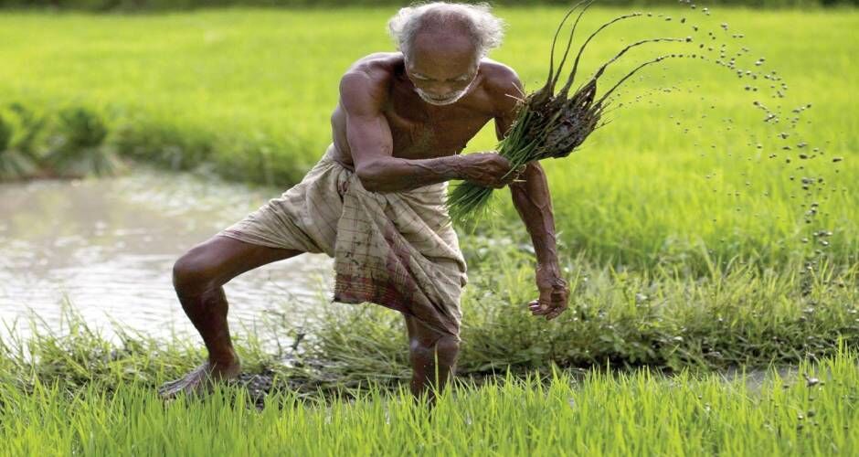 तेजी से डूब रहा हरियाणा का चावल उद्योग, सरकार कर रही इग्नोर तो मिल मालिक हुए पलायन को मजबूर