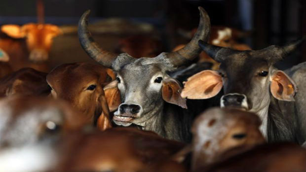 मोदी सरकार देगी इजाजत, अब मेलों में कटने के लिए बिकेंगे गाय समेत सभी जानवर