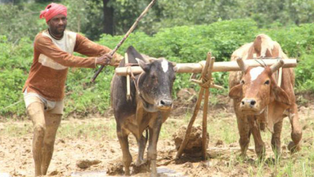 उत्तराखण्ड हाईकोर्ट का आदेश, किसानों को 3 गुना अधिक समर्थन मूल्य दे सरकार
