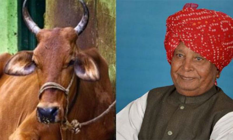 गाय के हमले में टूटीं बीजेपी नेता की पसलियां, हालत गंभीर
