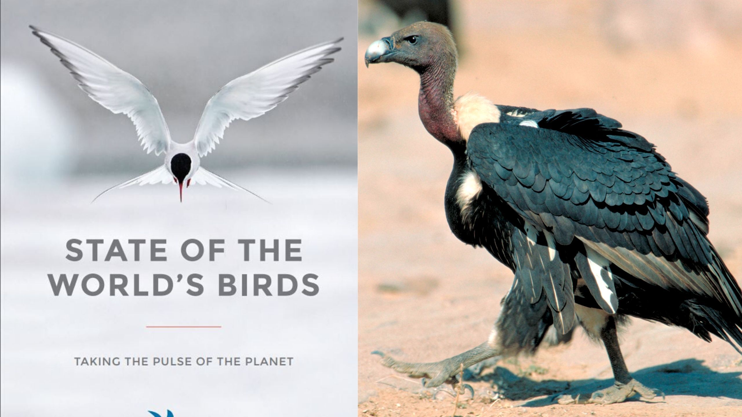 पक्षियों की 101 प्रजातियां भारत में खत्म होने के कगार पर